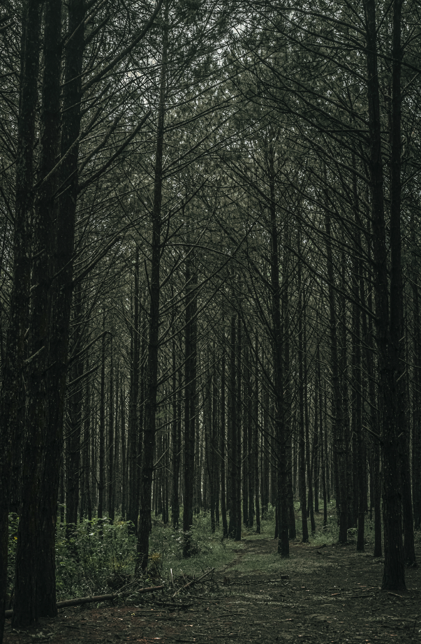 Teakwood 34 oz scented candle