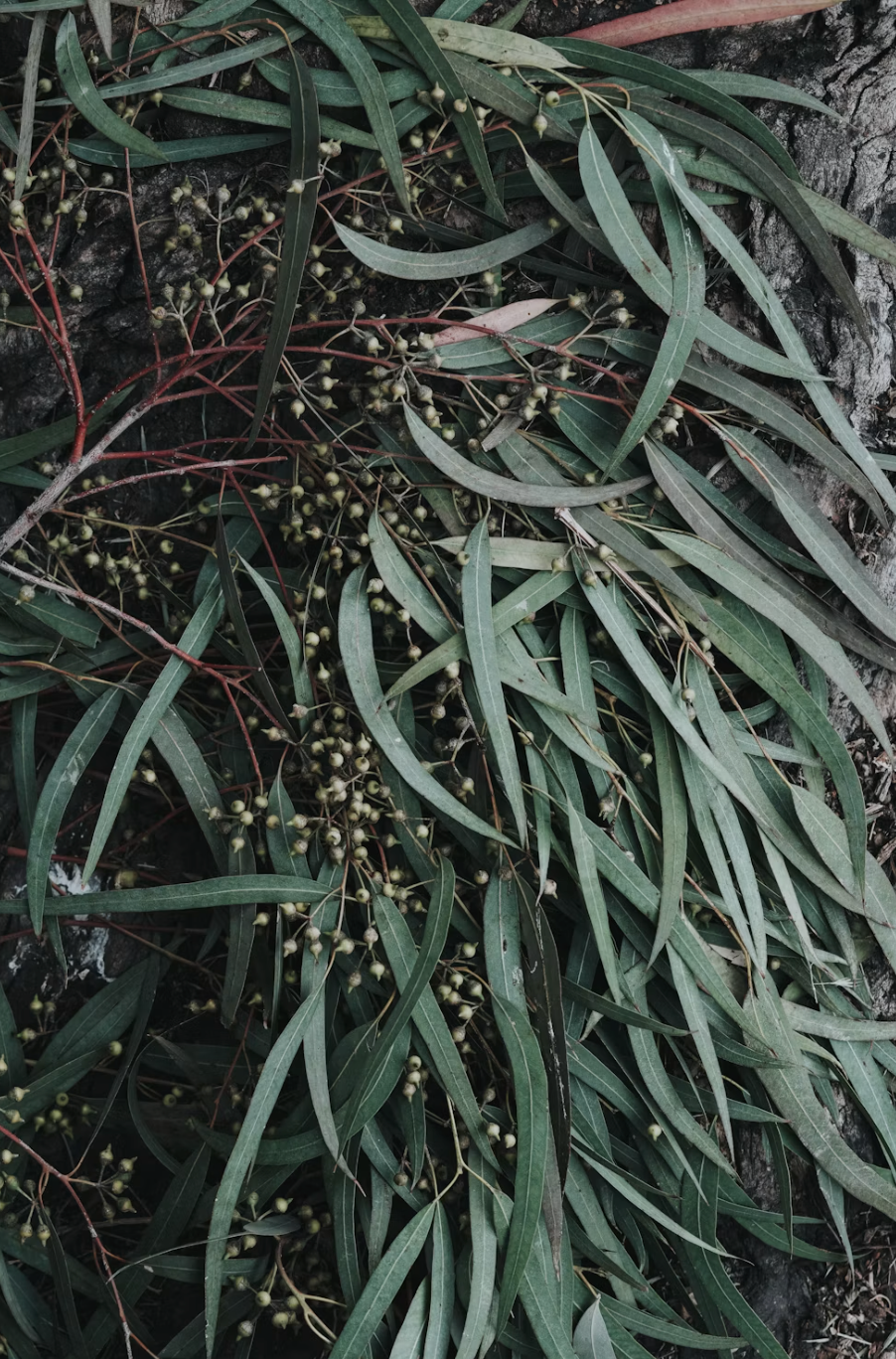 Blue Eucalyptus & Fir 120 ml Reed Diffuser
