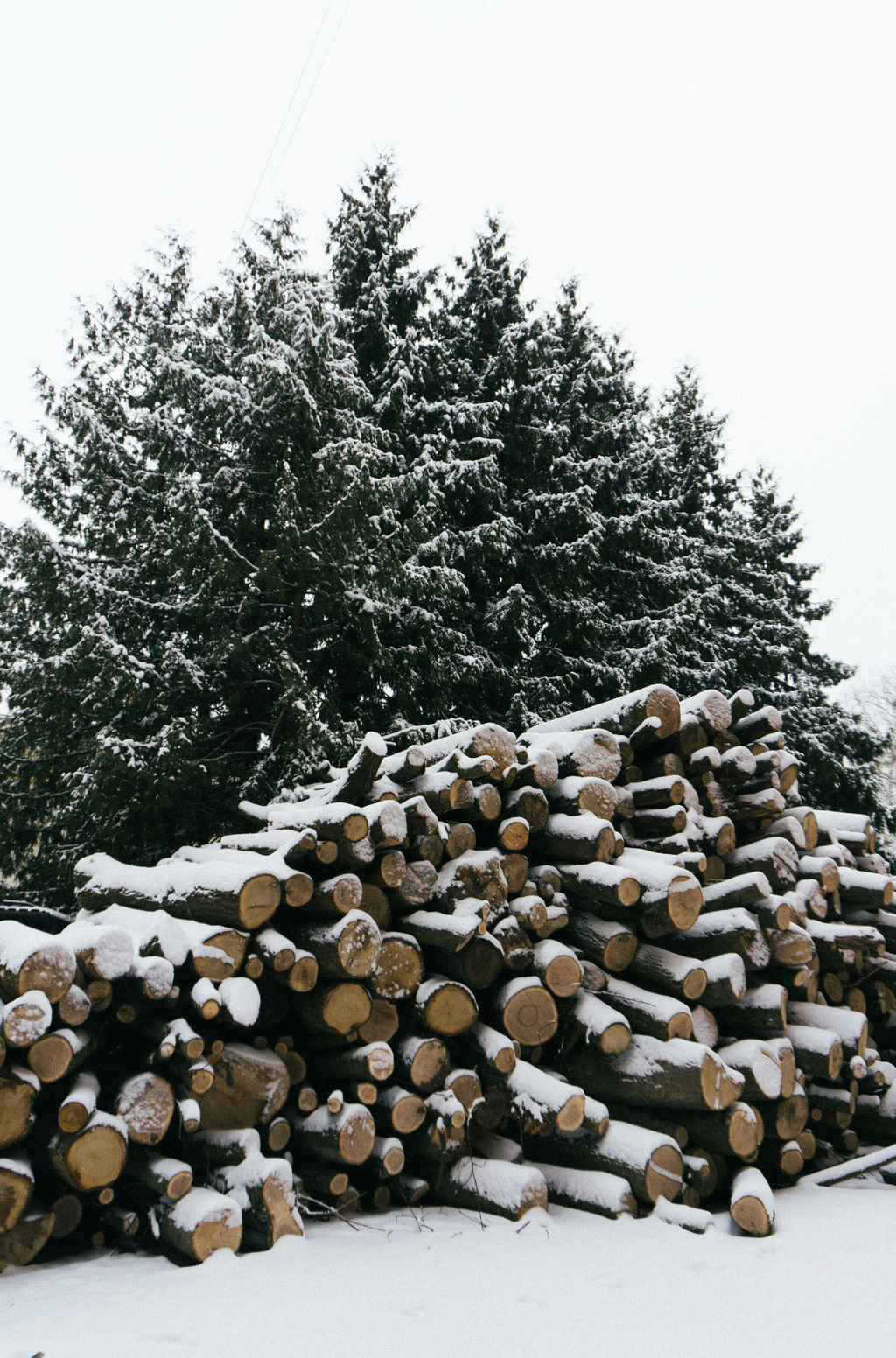 Fir & Firewood 10.5 oz scented candle