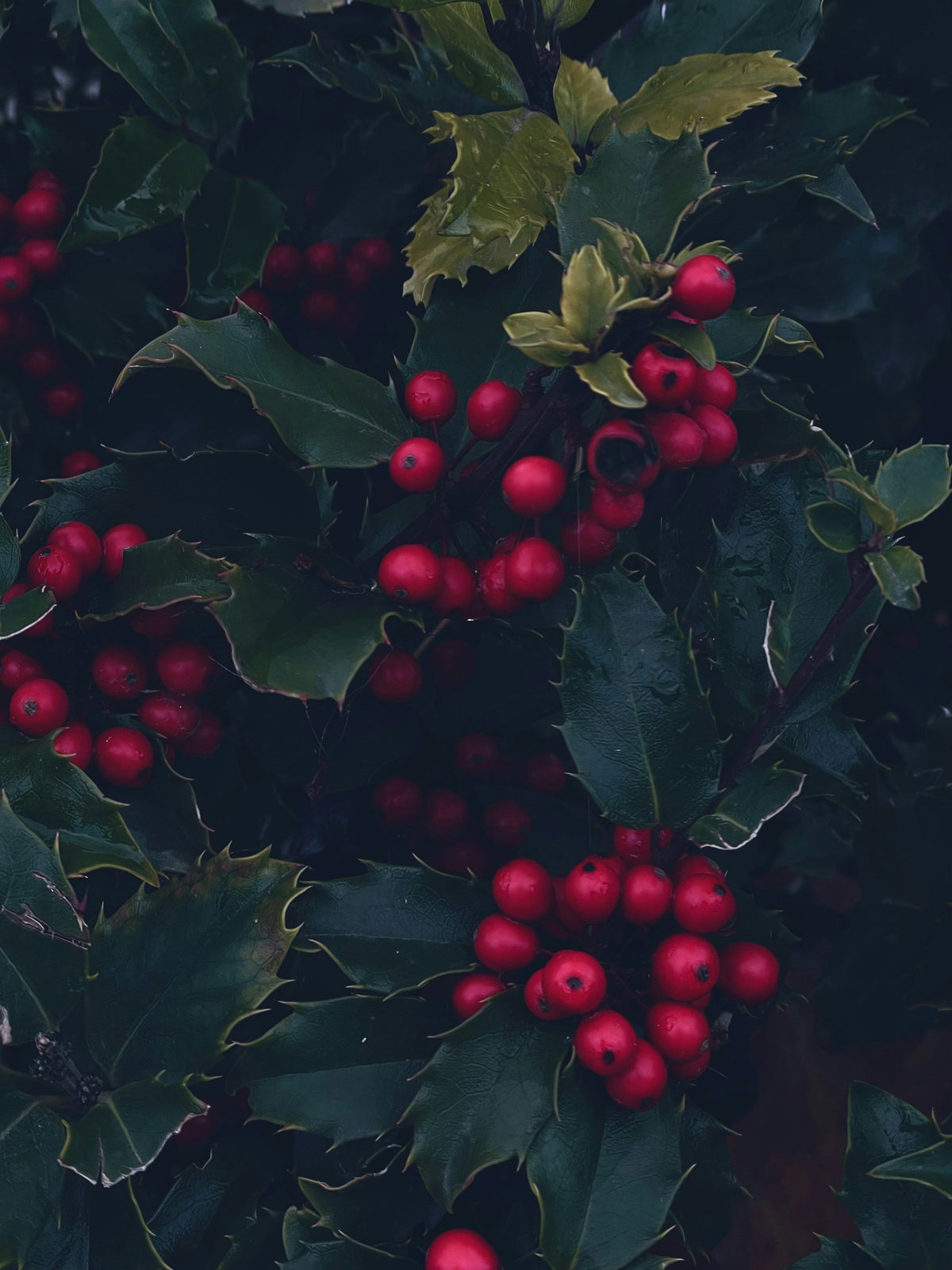 Holly Berry 12 oz scented candle