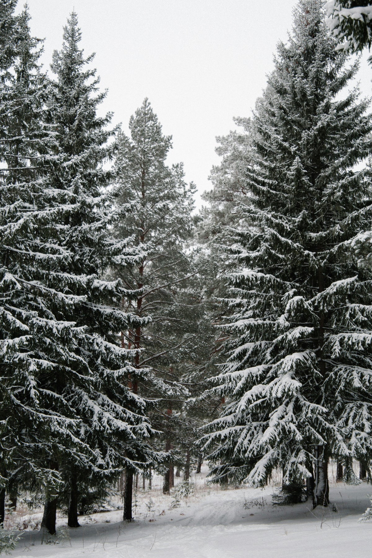 Winter Pine 100 ml Reed Diffuser