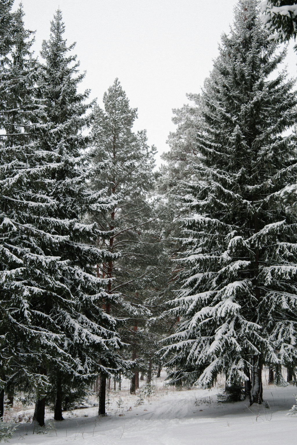 Winter Pine 16.9 oz Liquid Hand Soap